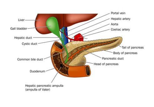 Photodynamic Therapy for Hepatic Duct Tumor by OrangeCountySurgeons.org  (2)